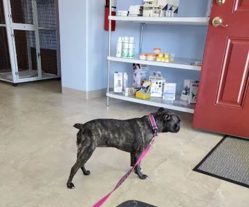 All Creatures Small Animal Hospital