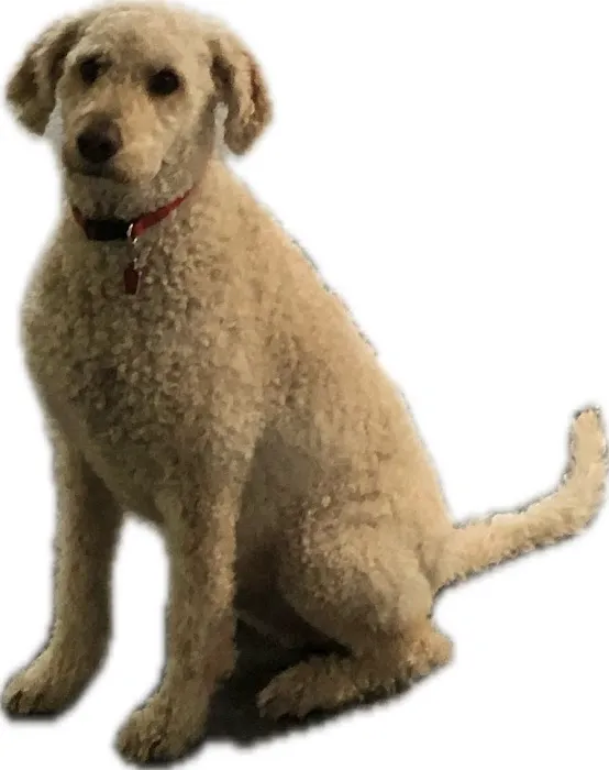All Creatures Small Animal Hospital 12