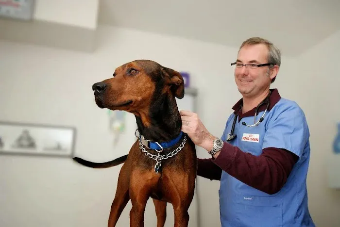 All Creatures Small Animal Hospital 12