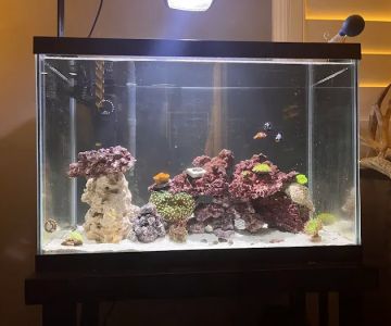 Ocean Aquatics