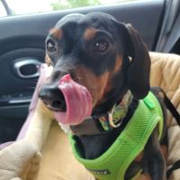 Mt. Zion Small Animal Clinic ico