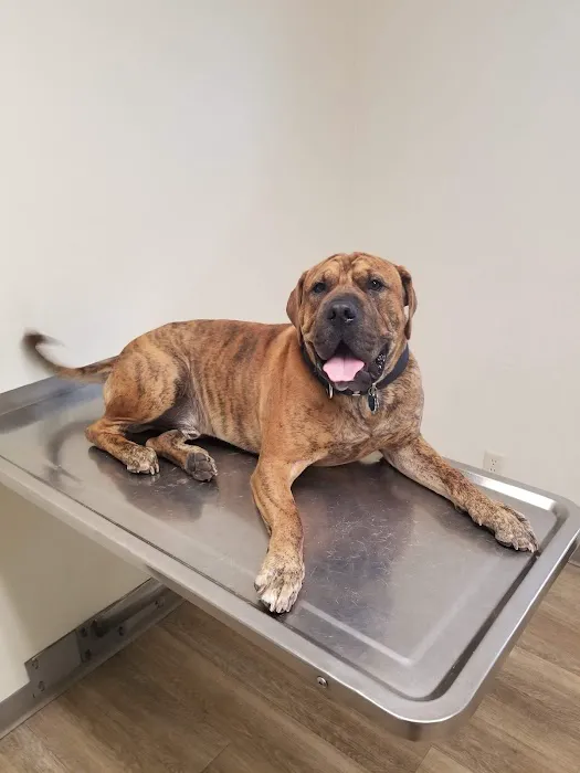 Mt. Zion Small Animal Clinic 12