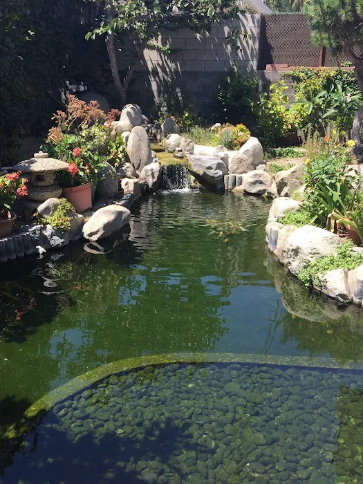 Cali Koi 5