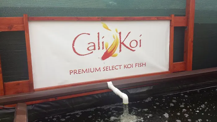 Cali Koi 4