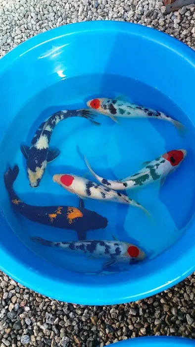 Cali Koi 3
