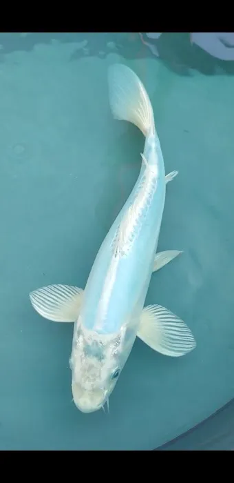 Cali Koi 1