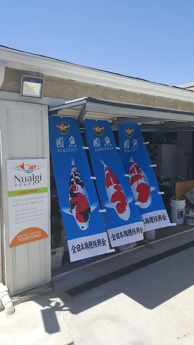 Cali Koi 9