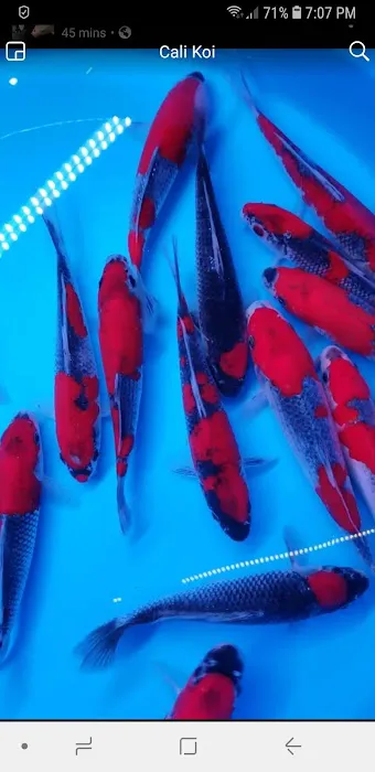 Cali Koi 7
