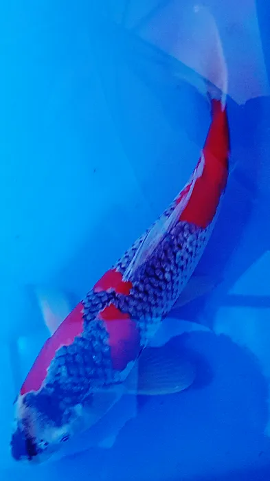 Cali Koi 8