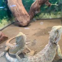 Pet Shop ico
