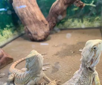 Pet Shop