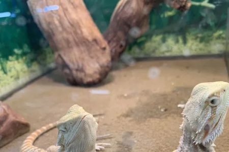Pet Shop