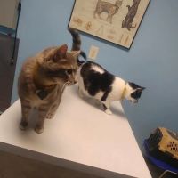 Janesville Animal Medical Center ico