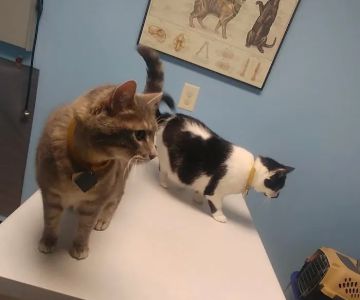 Janesville Animal Medical Center