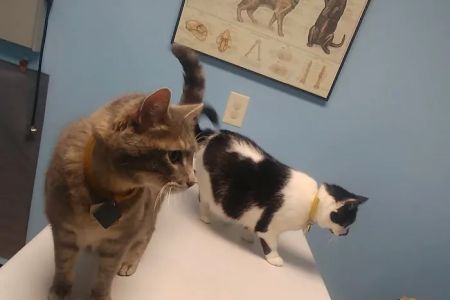 Janesville Animal Medical Center