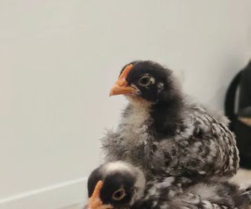 Little Island Pet Store