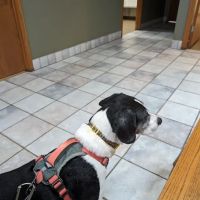 Badger Veterinary Hospital: Cross Katie DVM ico
