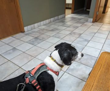 Badger Veterinary Hospital: Cross Katie DVM
