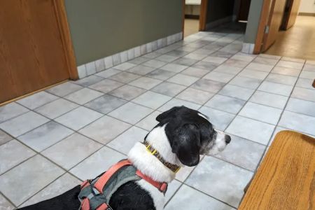 Badger Veterinary Hospital: Cross Katie DVM