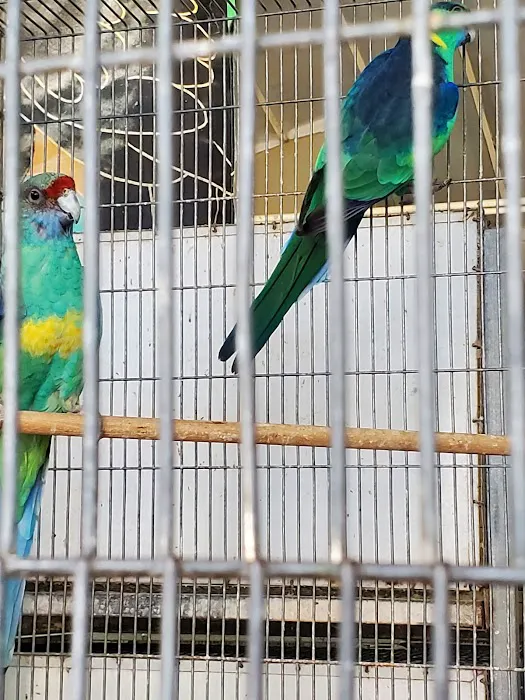 Birds Plus 9