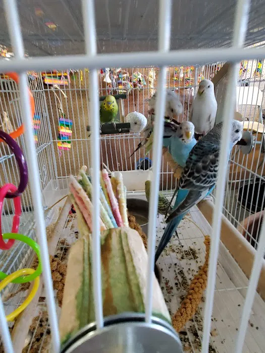 Birds Plus 7