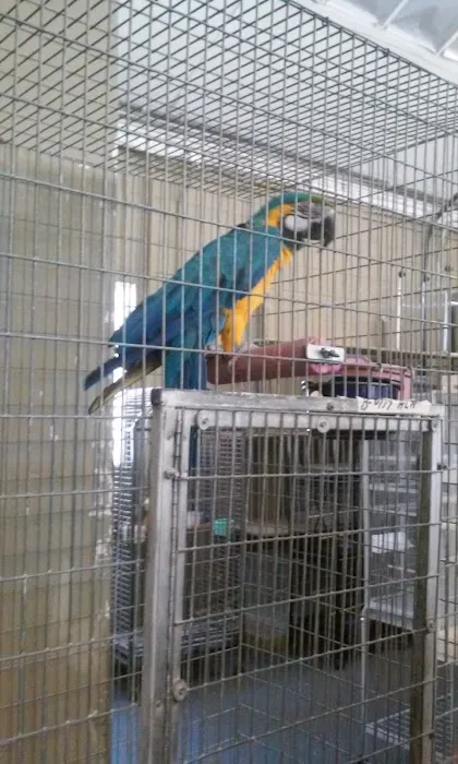 Birds Plus 2
