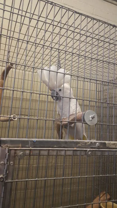 Birds Plus 3