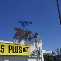 Birds Plus ico