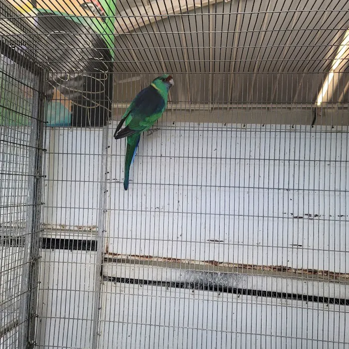 Birds Plus 8