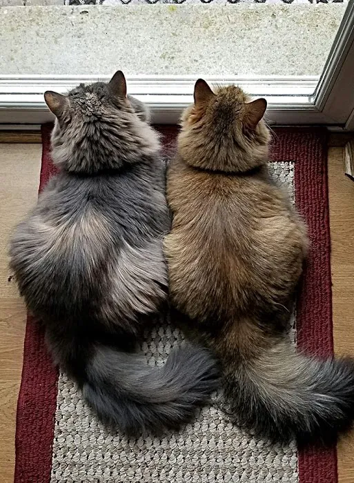 Heavnzsent Siberians 12
