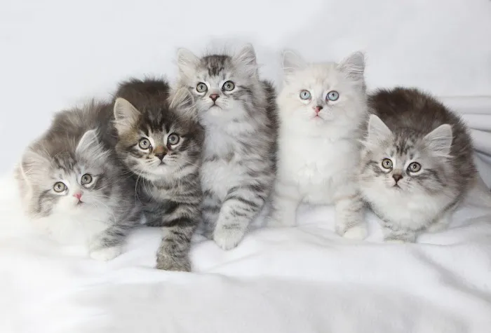 Heavnzsent Siberians 12