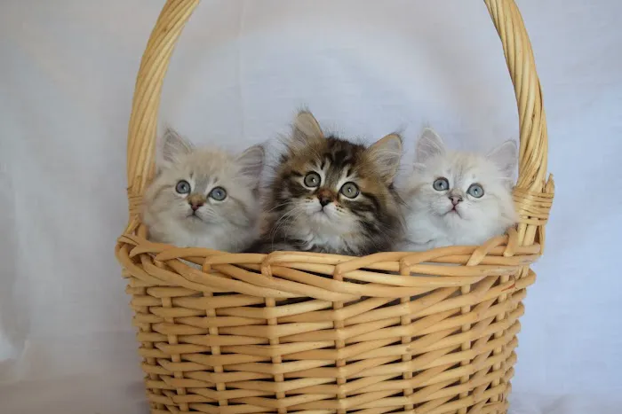 Heavnzsent Siberians 12