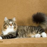 Heavnzsent Siberians ico