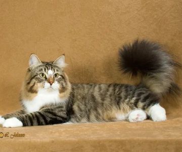 Heavnzsent Siberians