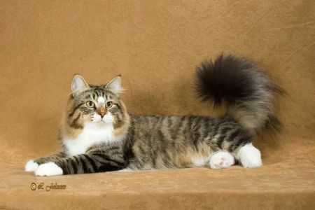Heavnzsent Siberians