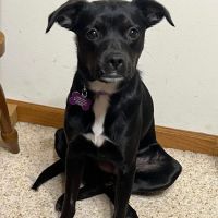 Oconomowoc Animal Hospital ico