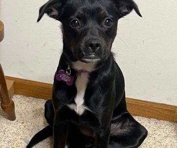 Oconomowoc Animal Hospital