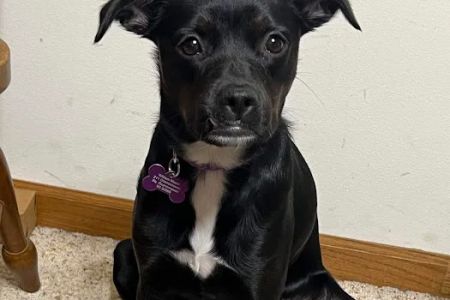 Oconomowoc Animal Hospital