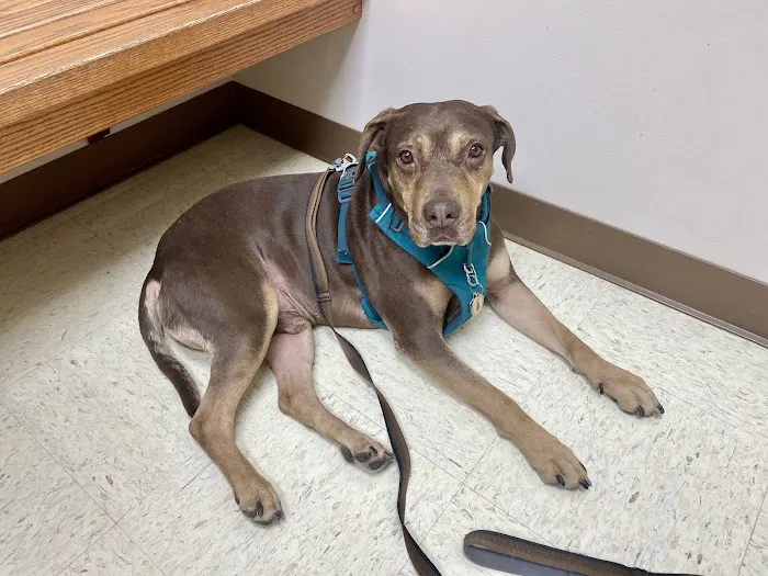 North Lake Veterinary Clinic 12