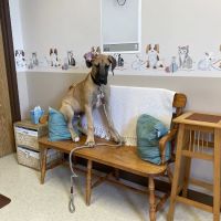North Lake Veterinary Clinic ico
