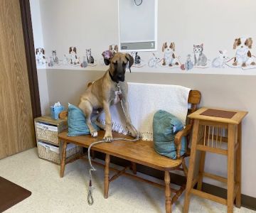 North Lake Veterinary Clinic