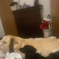 Brightside Pet Clinic ico