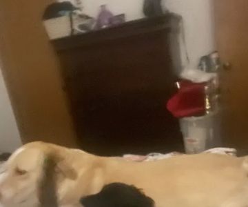 Brightside Pet Clinic