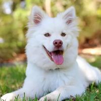 Rock River Animal Clinic ico