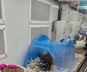 Petco