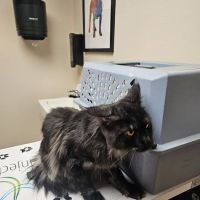 Jefferson Veterinary Clinic, S.C. ico