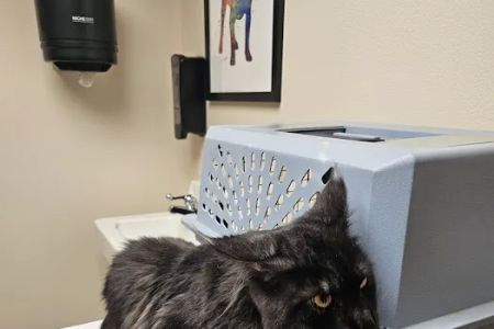 Jefferson Veterinary Clinic, S.C.