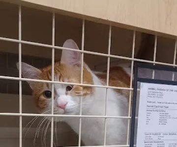 Petco