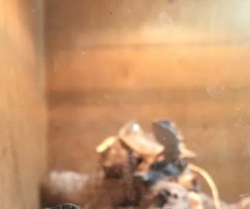 The Reptile Den