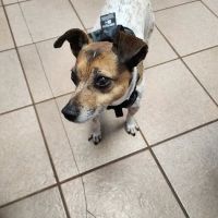 Animal Clinic of Fort Atkinson ico